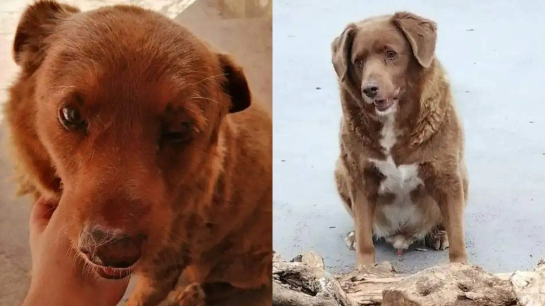 Conoce a Bobi, el perro más viejo del mundo que ganó un récord Guinness